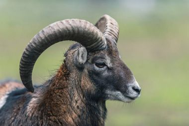 Mouflon ram with big horns  clipart