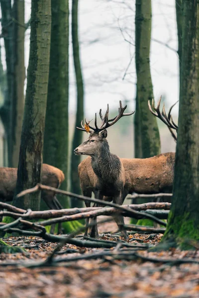 겨울 숲의 나무 사이 사슴 — 스톡 사진
