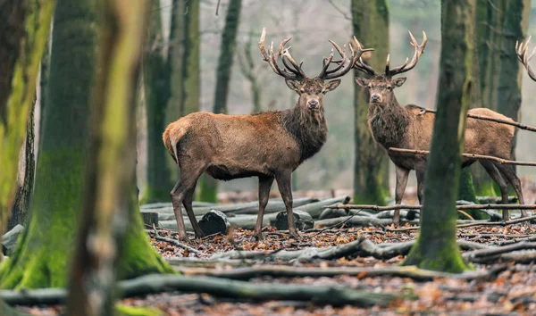 Cerfs dans la forêt de feuillus d'hiver — Photo