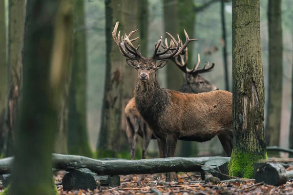 Deer between trees in winter forest — Stock Photo, Image