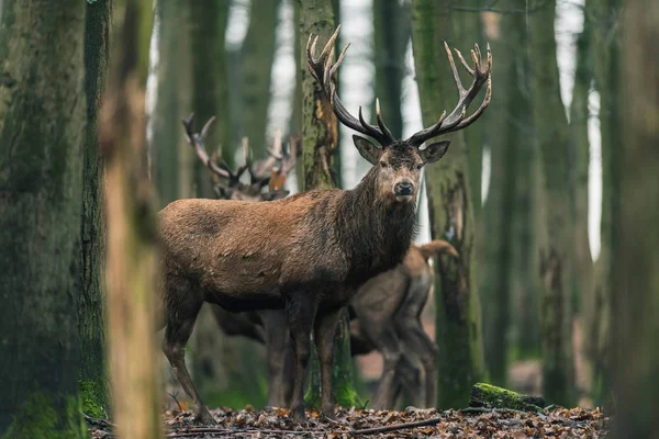 Cervo tra gli alberi nella foresta invernale — Foto Stock