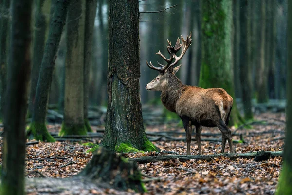 붉은 사슴 이 숲 속에 숨어 있다 — 스톡 사진