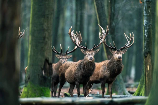 Três veados em pé na floresta — Fotografia de Stock