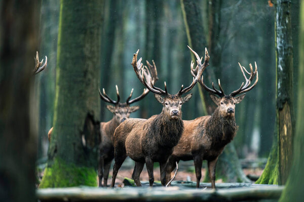 Three deer standing in forest