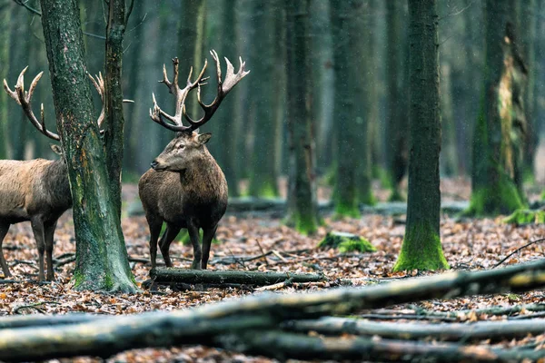 Cervo nella foresta decidua — Foto Stock
