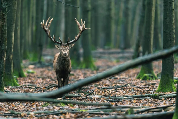 Kamera doğru yürüyüş geyik — Stok fotoğraf