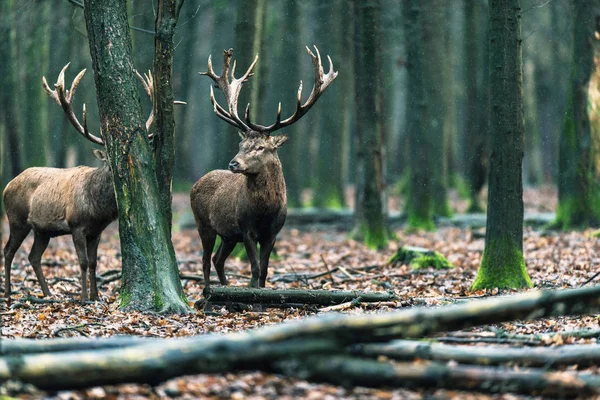 Ciervos en el bosque caducifolio — Foto de Stock