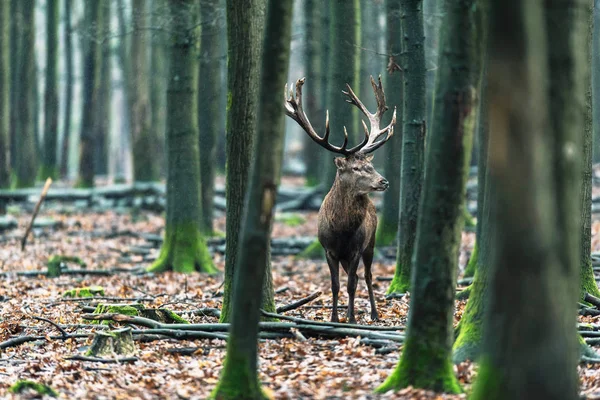 Veados entre árvores na floresta — Fotografia de Stock