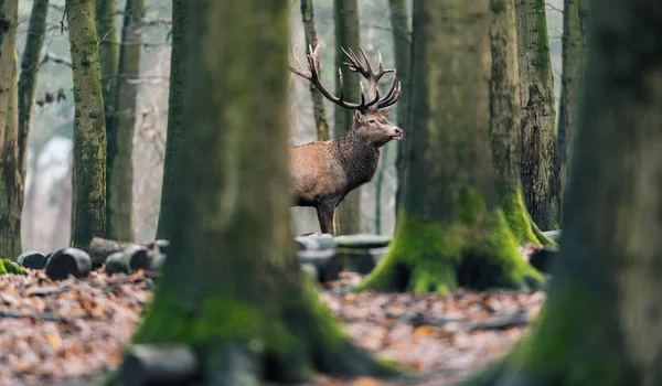 Solitary red deer stag — Stock Photo, Image