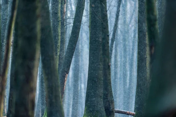 Kmeny stromů zimní les — Stock fotografie