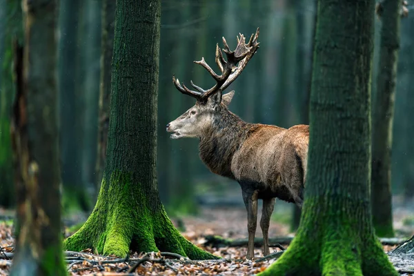 Einsamer Rothirsch — Stockfoto