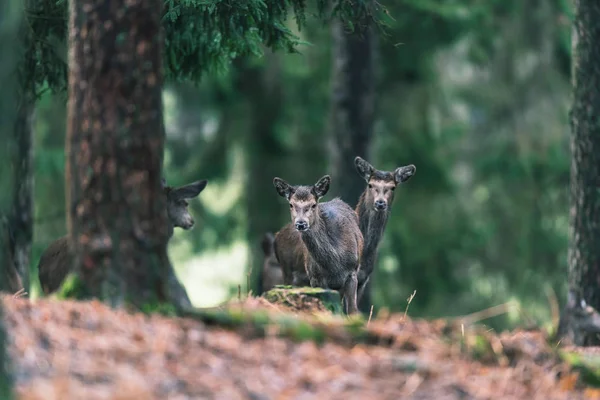 Çam ormanı geyik — Stok fotoğraf