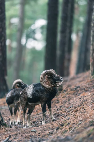 Mouflon machos em declive — Fotografia de Stock