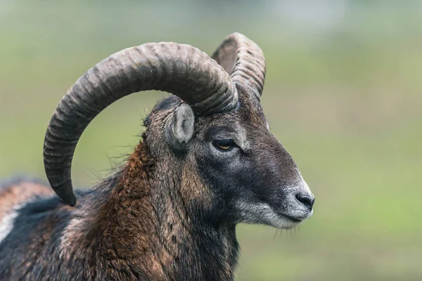Montone Mouflon con grandi corna — Foto Stock