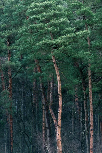 Hohe Bäume im Wald — Stockfoto
