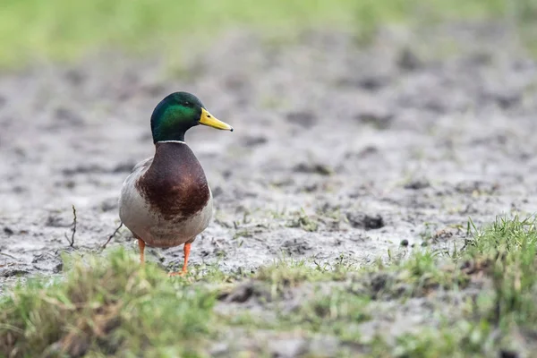 Masculino mallard de pé no prado — Fotografia de Stock