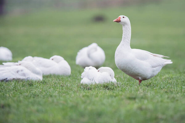 Group of domestic geese 