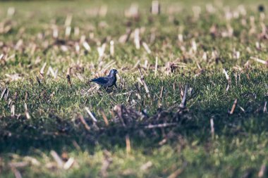 Tarım alanında yiyecek arama karga. Güneş ışığı tarafından yaktı.