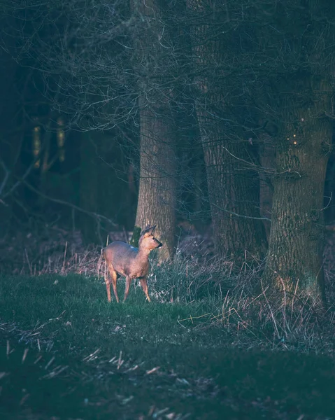 Verdächtiges Reh in Ackerland nimmt Geräusche auf, die aus dem Wald kommen — Stockfoto