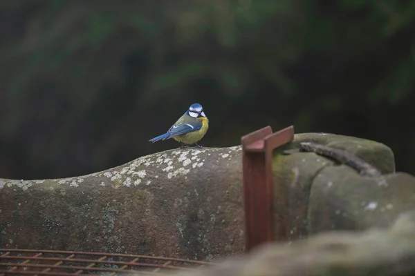 Seins bleus eurasiens perchés sur le bord de vieux puits d'eau . — Photo