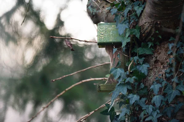 Hölzernes Vogelhaus hängt an Baumstamm, der mit Efeu bewachsen ist. — Stockfoto