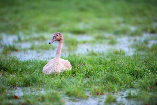 Joven cisne mudo en pradera pantanosa con charcos . — Foto de Stock
