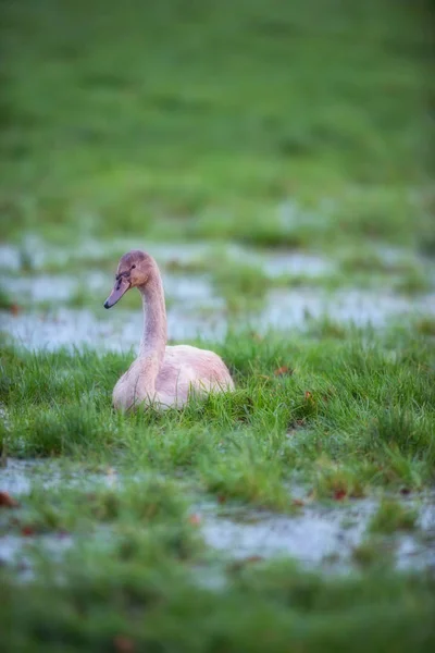 Mladá labuť v bažinaté louky s louže. — Stock fotografie