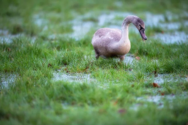 Giovane cigno muto foraggiamento in campo paludoso con pozzanghere . — Foto Stock