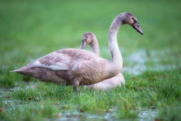 Dos cisnes mudos jóvenes en el campo pantanoso con charcos . — Foto de Stock