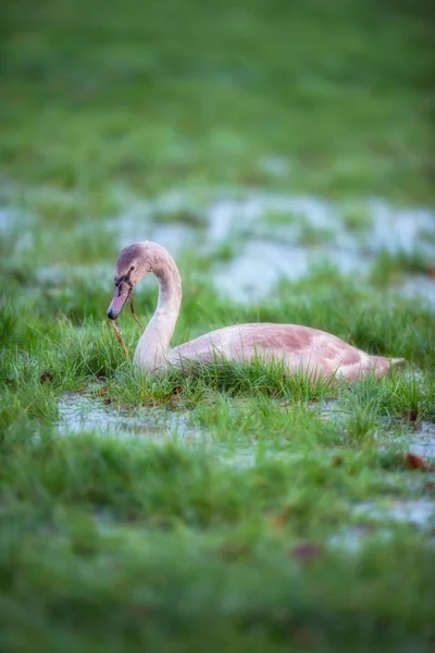 小的哑天鹅在沼泽的草甸与水坑. — 图库照片