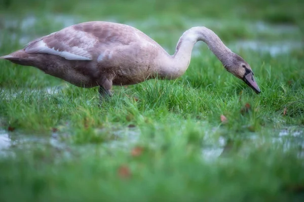 Joven cisne mudo forrajeando en campo pantanoso con charcos . — Foto de Stock