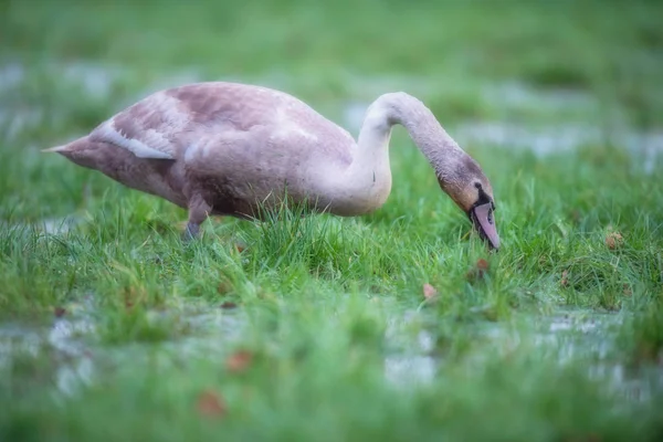 水たまりと湿地のフィールドで採餌ミュート オオハクチョウの幼鳥. — ストック写真