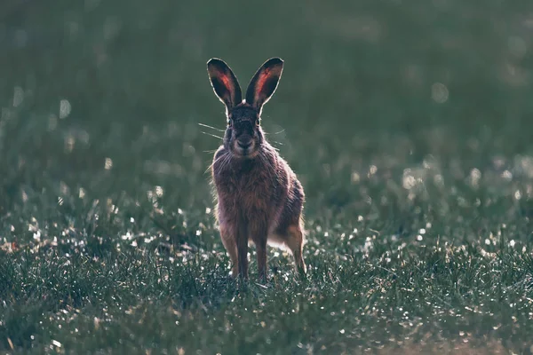 Предупредите европейского зайца (Lepus europaeus) с острыми ушами в поле — стоковое фото