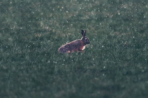 Lepre europea (Lepus europaeus) seduta sul campo durante lo snowstor — Foto Stock