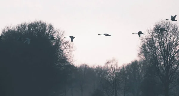 Silhouette von Gänsen, die im Winter am Himmel fliegen. — Stockfoto