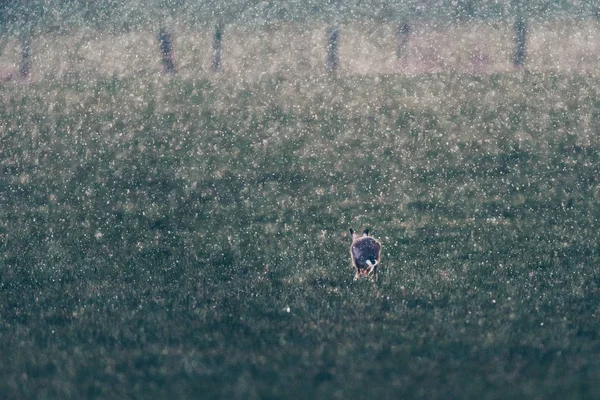 Lepre europea (Lepus europaeus) che corre sul campo durante lo snowstor — Foto Stock