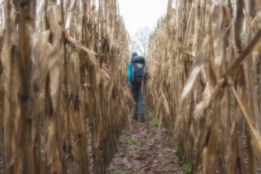 Backpacker hiking through corn field clipart