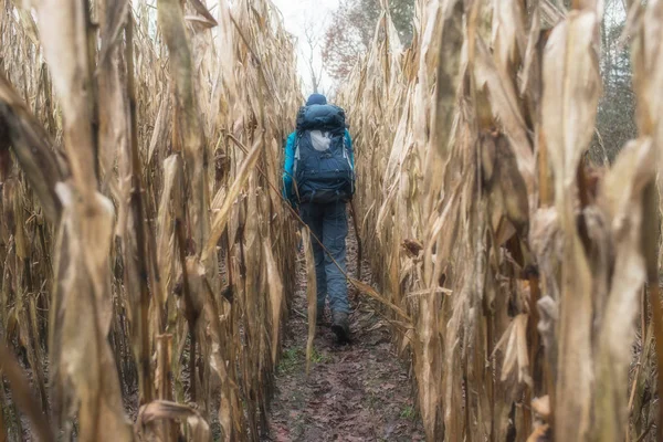 Mochilero caminando a través del campo de maíz —  Fotos de Stock