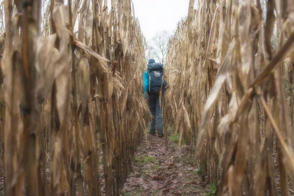 Backpacker hiking through corn field — Stock Photo, Image