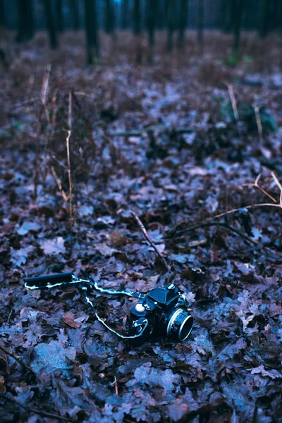 숲 바닥에 빈티지 카메라 — 스톡 사진