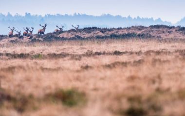 geyik heather peyzaj 