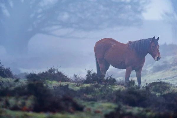 霧の湿原の馬 — ストック写真