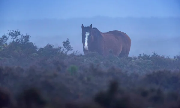Häst i dimmiga moorland. — Stockfoto