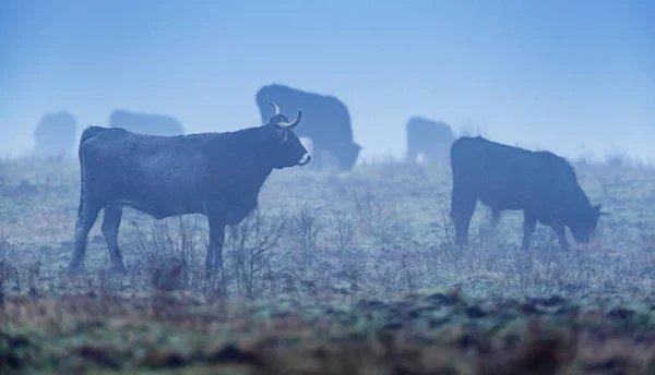 Troupeau de vaches sayaguesa — Photo