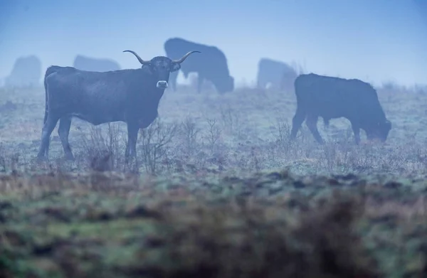 Herd of sayaguesa cows — Stock Photo, Image