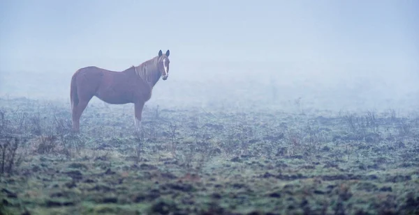Solitérní hnědý kůň — Stock fotografie