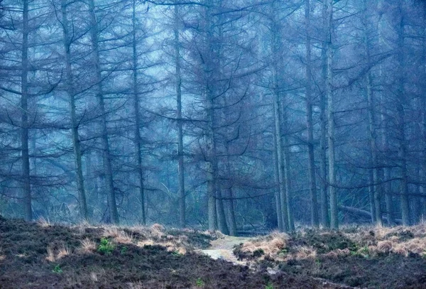 Foggy winter pine forest — Stock Photo, Image