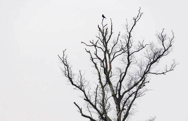 Ворона на голом зимнем дереве — стоковое фото