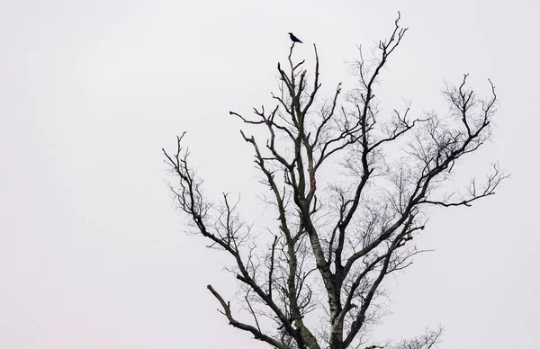 Kråka på kala vinter träd — Stockfoto
