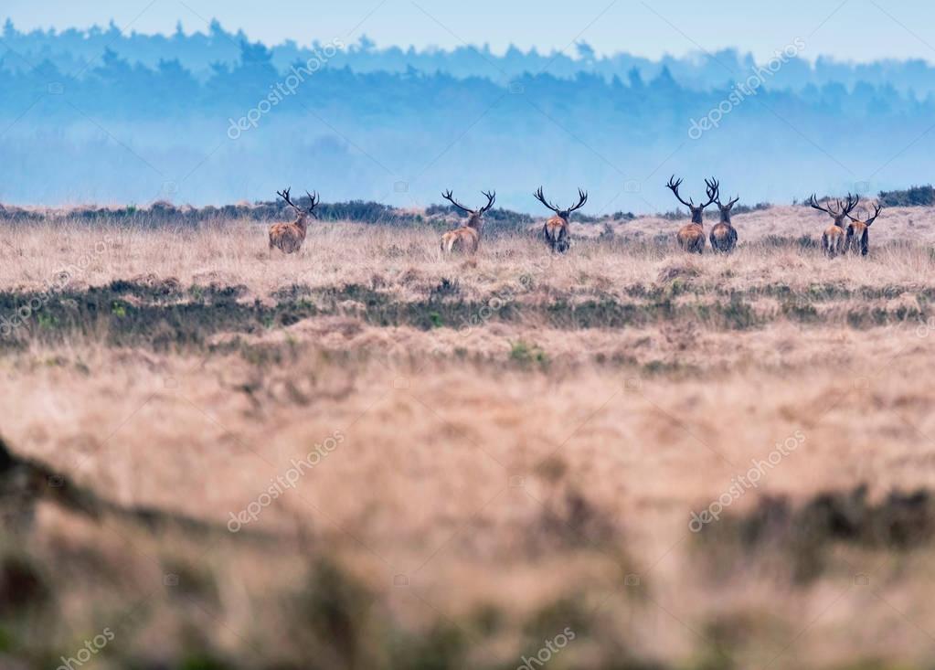 Deer in heather landscape — Stock Photo © ysbrand 189617876